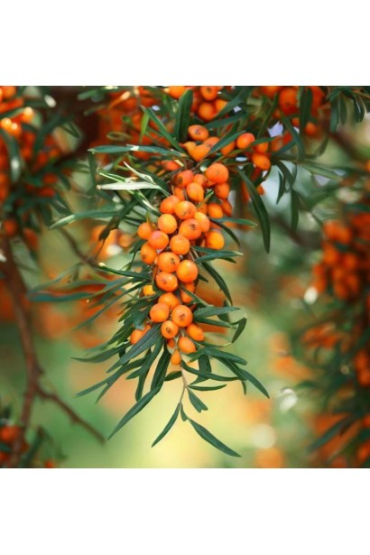Hippophae rhamnoides Chuyska Solodka 
